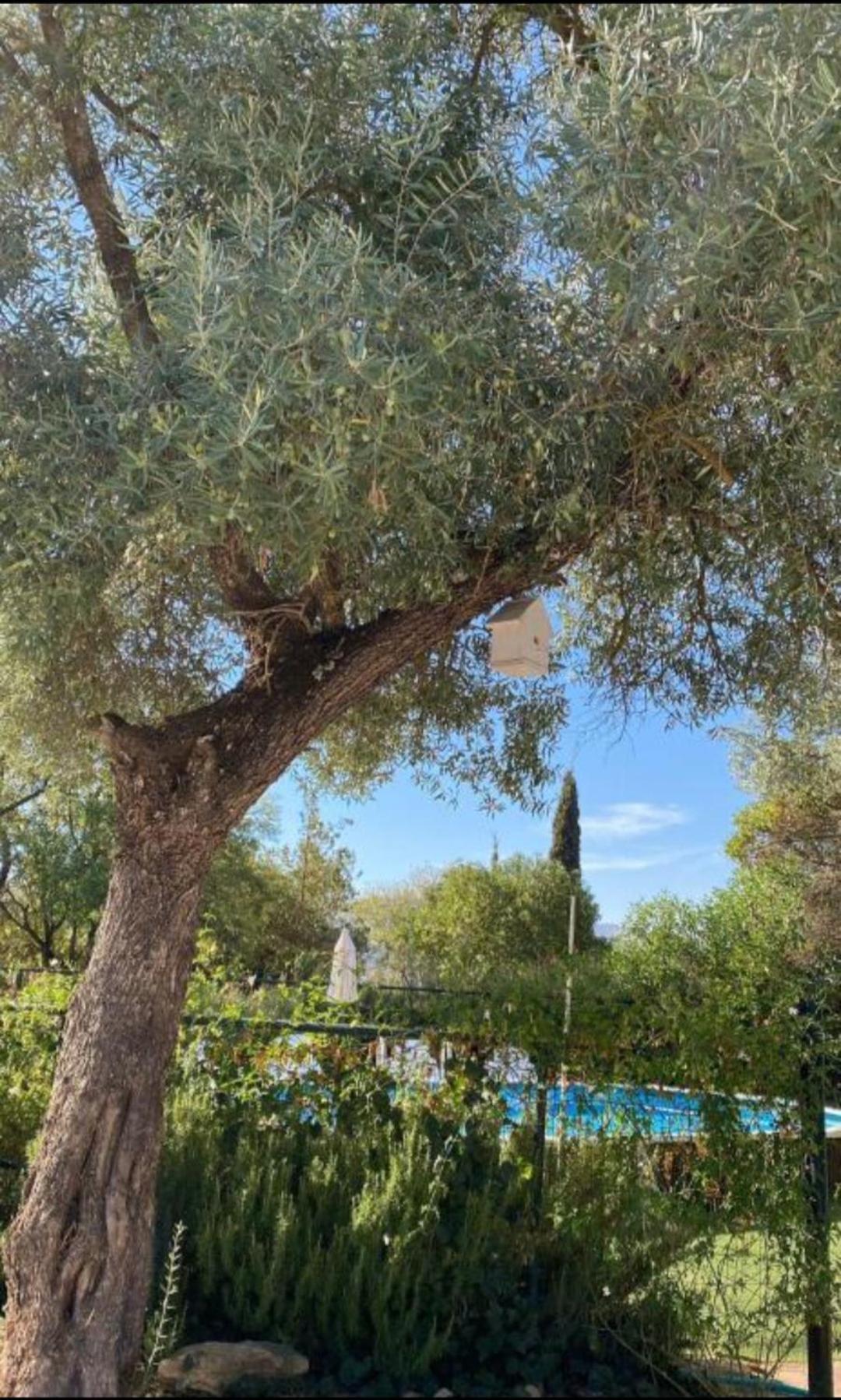 Vila Casa Abanto Ronda Exteriér fotografie
