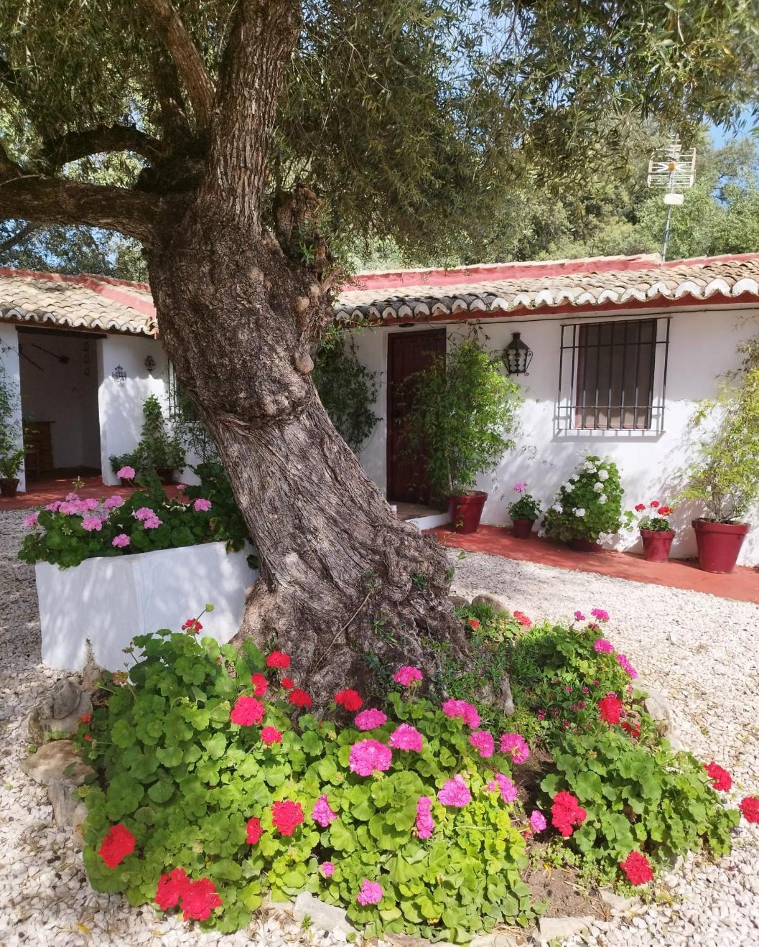 Vila Casa Abanto Ronda Exteriér fotografie